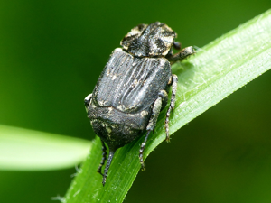 Mini-cétoine (Valgus hemipterus), femelle détail tarière © Morvan Debroize