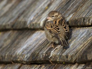 Moineau domestique (Passer domesticus) - femelle adulte © Michel Jardin