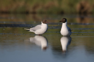 Mouette rieuse (Chroicocephalus ridibundus) - plumage nuptial © Rémi Jardin