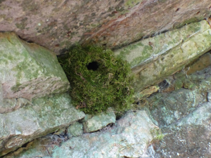 Nid de Troglodyte © Morvan Debroize