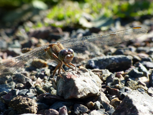Orthétrum brun (Orthetrum brunneum), femelle © Morvan Debroize