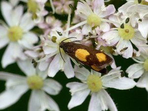 Pammene aurana © Morvan Debroize