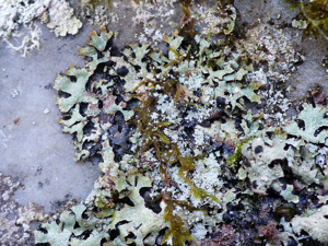 Parmelia saxatilis © Morvan Debroize