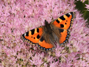 Petite tortue (Aglais urticae) © Marie-Ange Piet