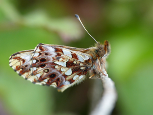 Petite Violette (Boloria dia) © Morvan Debroize