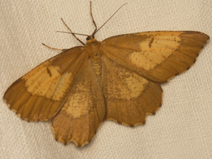 Phalène du Noisetier (Angerona prunaria) © Sylvain Montagner