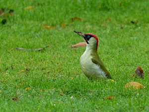 Pic vert (Picus viridis) © Sylvain Paillard