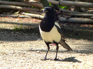 Pie bavarde (Pica pica) © Morvan Debroize