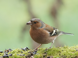 Pinson des arbres (Fringilla coelebs), mâle © Sylvain Montagner