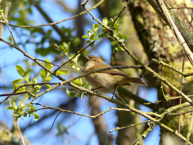 Pouillot véloce (Phylloscopus collybita) © Morvan Debroize