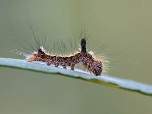 Psi (Acronicta psi), chenille © Christina Bot