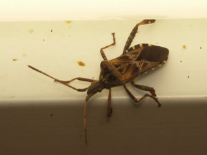 Punaise américaine (Leptoglossus occidentalis) © Sylvain Montagner