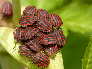 Punaise Arlequin (Graphosoma italicum) © Morvan Debroize