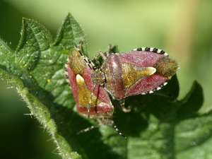 Punaise des baies (Dolycoris baccarum) © Morvan Debroize