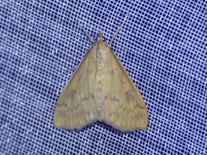 Pyrale du maïs (Ostrinia nubilalis) © Morvan Debroize