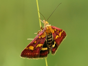 Pyrauste pourprée (Pyrausta purpuralis) © Sylvain Montagner