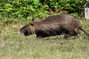 Ragondin (Myocastor coypus) © Jean-Michel Lebeau