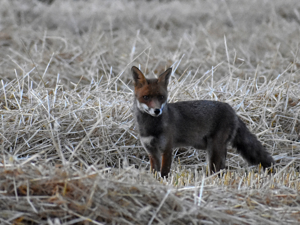 Renard roux (Vulpes vulpes) © Marie-Ange Piet