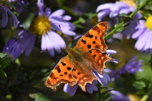 Robert-le-diable (Polygonia c-album) © Marie-Ange Piet