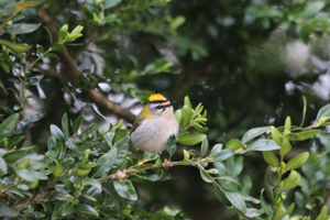 Roitelet à triple bandeau (Regulus ignicapilla) © Rémi Jardin