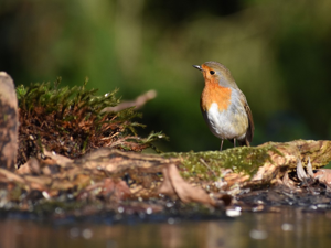 Rougegorge familier (Erithacus rubecula) © Marie-Ange Piet