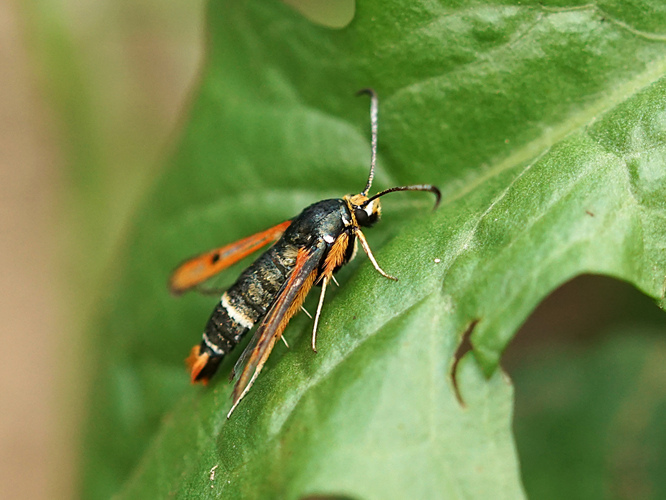 Sésie de l'Oseille (Pyropteron chrysidiforme) © Sylvain Montagner