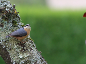 Sittelle torchepot (Sitta europaea) © Alain Badeuil