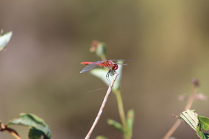 Sympétrum rouge sang (Sympetrum sanguineum), mâle © Gwenn Quérel