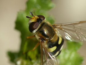 Syrphe des corolles (Eupeodes corollae), détail de la tête © Morvan Debroize