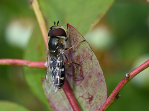 Syrphe pyrastre (Scaeva pyrastri) © Marie-Ange Piet