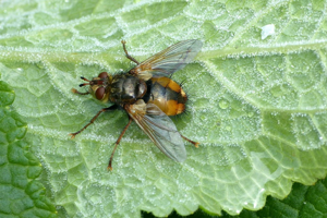Tachinaire sauvage (Tachina fera) © Morvan Debroize