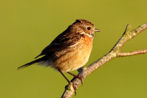 Tarier pâtre (Saxicola torquatus), femelle © Jean-Michel Lebeau