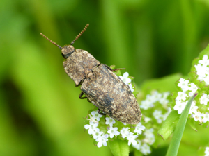Taupin rongeur (Agrypnus murinus) © Morvan Debroize