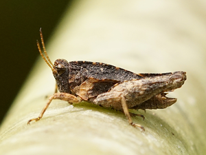 Tétrix commun (Tetrix undulata), mâle © Sylvain Montagner