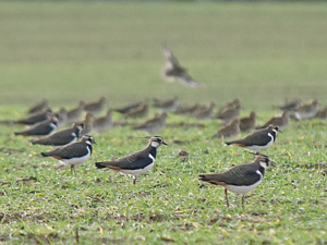 Vanneaux huppés (Vanellus vanellus) © Sylvain Montagner