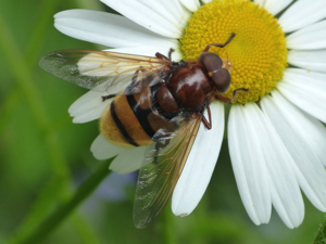 Volucelle zonée (Volucella zonaria) © Morvan Debroize