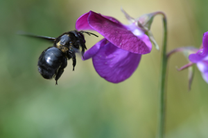 Xylocope violet (Xylocopa violacea) © Marie-Ange Piet