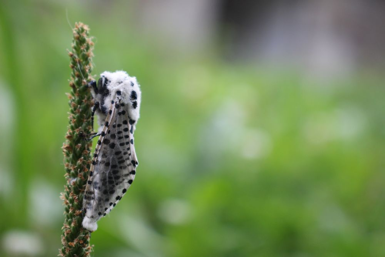 Zeuzère du Marronnier (Zeuzera pyrina) © Gwenn Quérel