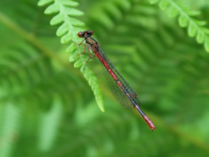 Agrion délicat (Ceriagrion tenellum), femelle © Mathilde Collet