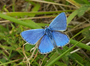 Argus bleu céleste (Lysandra bellargus) - Mâle © Rémi Jardin