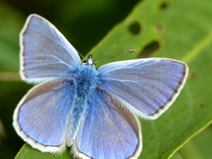 Azuré de la Bugrane (Polyommatus icarus) © Morvan Debroize