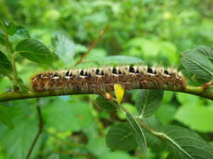 Bombyx du Chêne (Lasiocampa quercus), chenille © Rémi Jardin