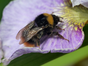 Bourdon des prés (Bombus pratorum), femelle © Morvan Debroize