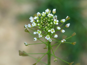 Capsella bursa-pastoris subsp. bursa-pastoris © Morvan Debroize