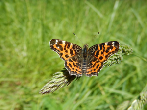 Carte géographique (Araschnia levana) © Rémi Jardin
