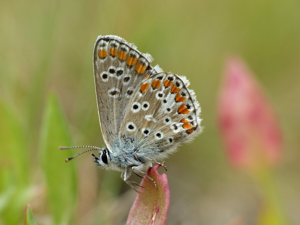 Collier-de-corail (Aricia agestis) © Morvan Debroize