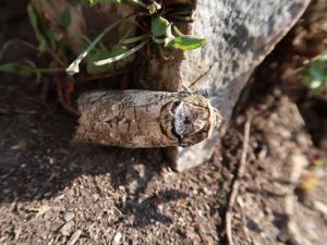 Cossus gâte-bois (Cossus cossus) © Mathilde Collet