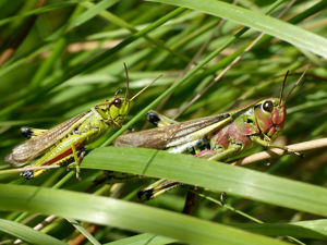 Criquet ensanglanté (Stethophyma grossum) © Morvan Debroize