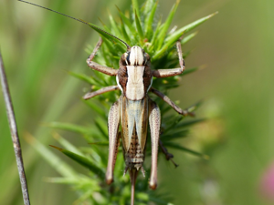 Decticelle des bruyères (Metrioptera brachyptera) © Morvan Debroize