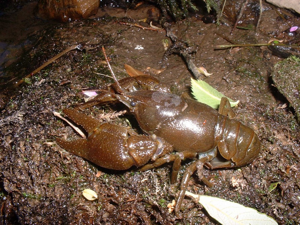 Écrevisse à pattes blanches (Austropotamobius pallipes) © Emmanuelle Morin